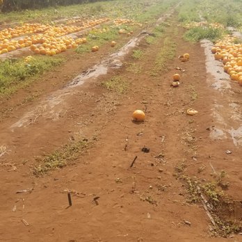 Aloun Farms - Lots of Pumpkins still left on the last wkend - Farms Near Me - Kapolei, Hawaii