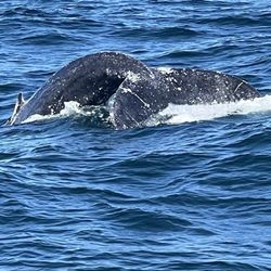 Granite State Whale Watch - Whale tale