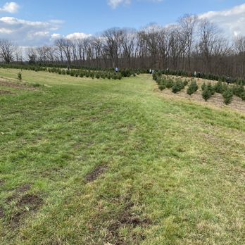 Sitko Tree Farm - Christmas Trees Near Me - Pottstown, Pennsylvania
