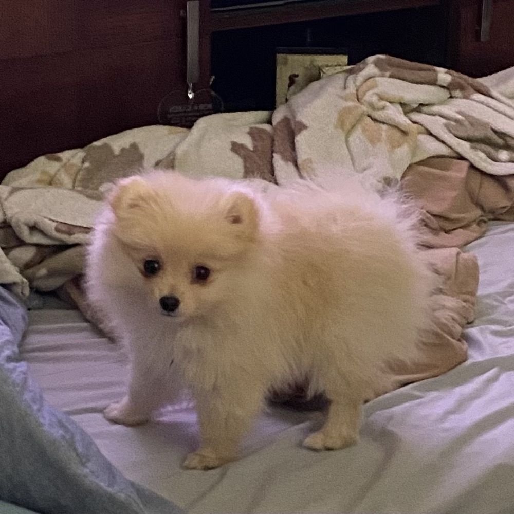 Tucker - our newest family member - 10 week old Pomeranian Tucker - our newest family member - 10 week old Pomeranian