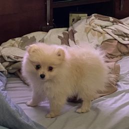 Tucker - our newest family member - 10 week old Pomeranian Tucker - our newest family member - 10 week old Pomeranian
