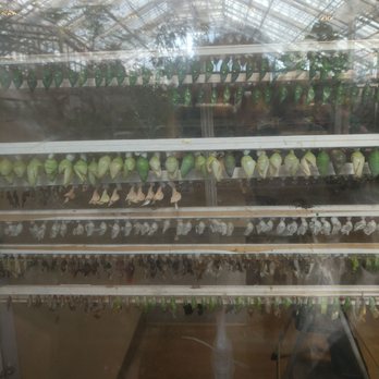 Butterfly Biosphere - Cacoon hatchery - Children's Museums Near Me - Lehi, Utah