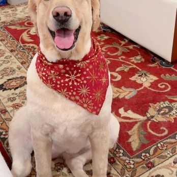 Vanity Fur Menifee - After grooming. - Pet Groomers Near Me