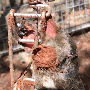 Perry's Wildlife Control - Another mole caught in the act. - Pest Control Near Me - Elk Grove, California Perry's Wildlife Control - Another mole caught in the act. - Pest Control Near Me - Elk Grove, California