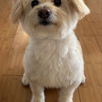 Westside Pet Stop - Groomed pup - Pet Stores Near Me - Los Angeles, California