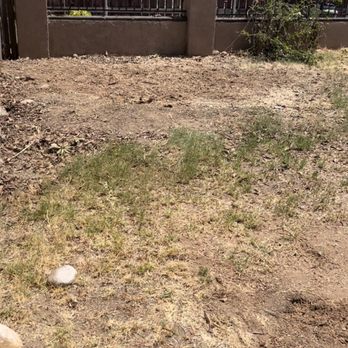 Higuera's Tree Service - No more giant bush or loquat tree. - Tree Services Near Me - Lemon Grove, California Higuera's Tree Service - No more giant bush or loquat tree. - Tree Services Near Me - Lemon Grove, California