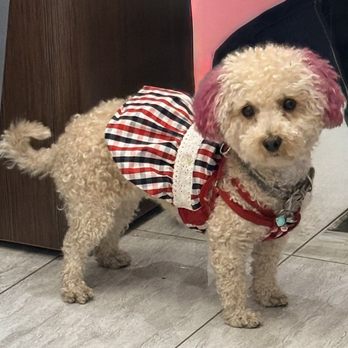 New Looks Salon - Ms. Daisy Fashionista of Excellence!! You must get her advice - Nail Salons Near Me - La CaƱada Flintridge, California New Looks Salon - Ms. Daisy Fashionista of Excellence!! You must get her advice - Nail Salons Near Me - La CaƱada Flintridge, California
