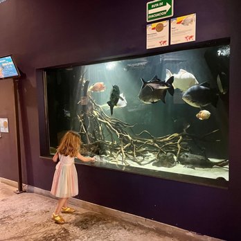 Acuario Michin - Aquariums Near Me - Guadalajara, JAL Acuario Michin - Aquariums Near Me - Guadalajara, JAL