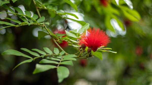San Antonio Botanical Garden by null