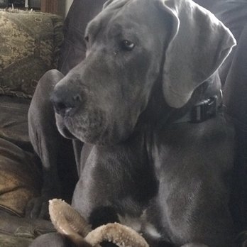 Garners Great Danes - Super Model Lydia our full euro import - Pet Breeders Near Me - Sanford, North Carolina Garners Great Danes - Super Model Lydia our full euro import - Pet Breeders Near Me - Sanford, North Carolina