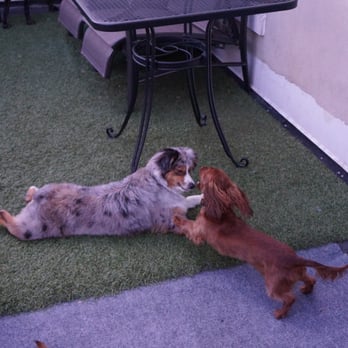Paws Up NYC - Puppy playtime - Pet Sitting Near Me Paws Up NYC - Puppy playtime - Pet Sitting Near Me