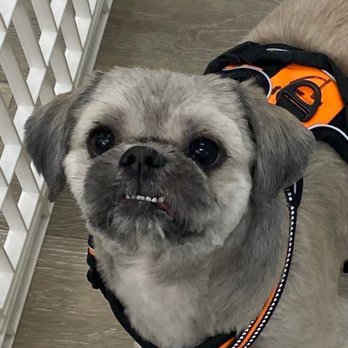 Warm Springs Grooming - So cute! - Pet Groomers Near Me - Las Vegas, Nevada Warm Springs Grooming - So cute! - Pet Groomers Near Me - Las Vegas, Nevada