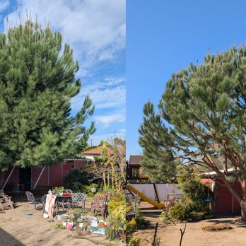 Timber Pros Tree Service - Tree Services Near Me - Fontana , California Timber Pros Tree Service - Tree Services Near Me - Fontana , California