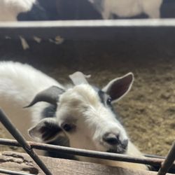 Fall Creek Falls Riding Stables - Goats
