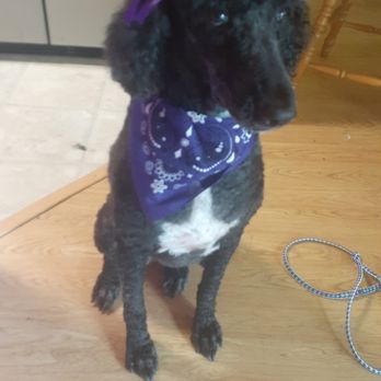 central bark mobile grooming - Poodle after - Pet Groomers Near Me
