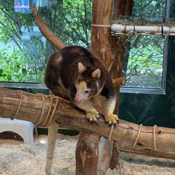 Roger Williams Park Zoo - Huon-tree Kangaroo - Zoos Near Me - Providence, Rhode Island Roger Williams Park Zoo - Huon-tree Kangaroo - Zoos Near Me - Providence, Rhode Island