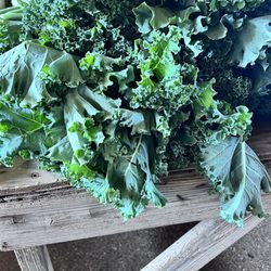 Rottcamp Brothers Farm - Salad greens
