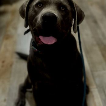 My Clever Canine Dog Training - Pet Training Near Me My Clever Canine Dog Training - Pet Training Near Me