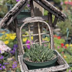 Martinez Nursery - Dudleya ?