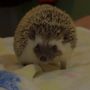 Photo of Morning Star Hedgehogs