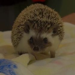 Morning Star Hedgehogs - Our child Eevee