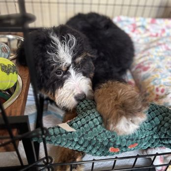 My Doodle Crush - Pet Breeders Near Me My Doodle Crush - Pet Breeders Near Me