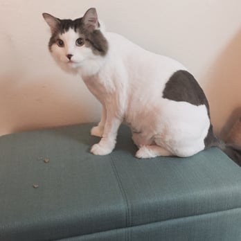 Amador Valley Veterinary Center - Lion cut for the summer and feeling cool! Thanks Dr. Godfrey and staff! - Veterinarians Near Me - Pleasanton, California
