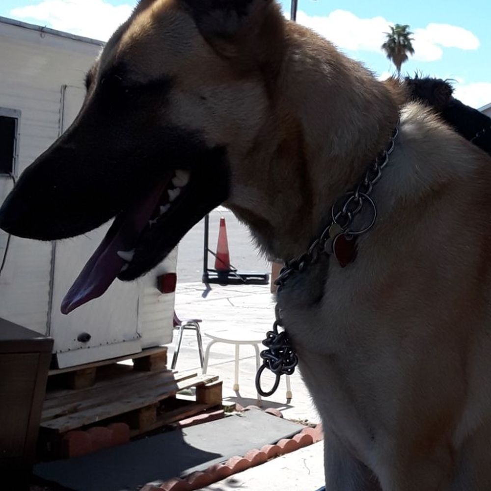 Pahrump grooming - Tara - Pet Groomers Near Me - Pahrump, Nevada Pahrump grooming - Tara - Pet Groomers Near Me - Pahrump, Nevada