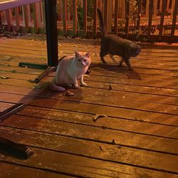 Miguelito's Mexican Restaurant - Chubby house cats