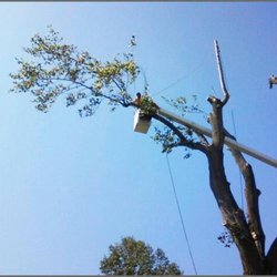 Joles Tree Service