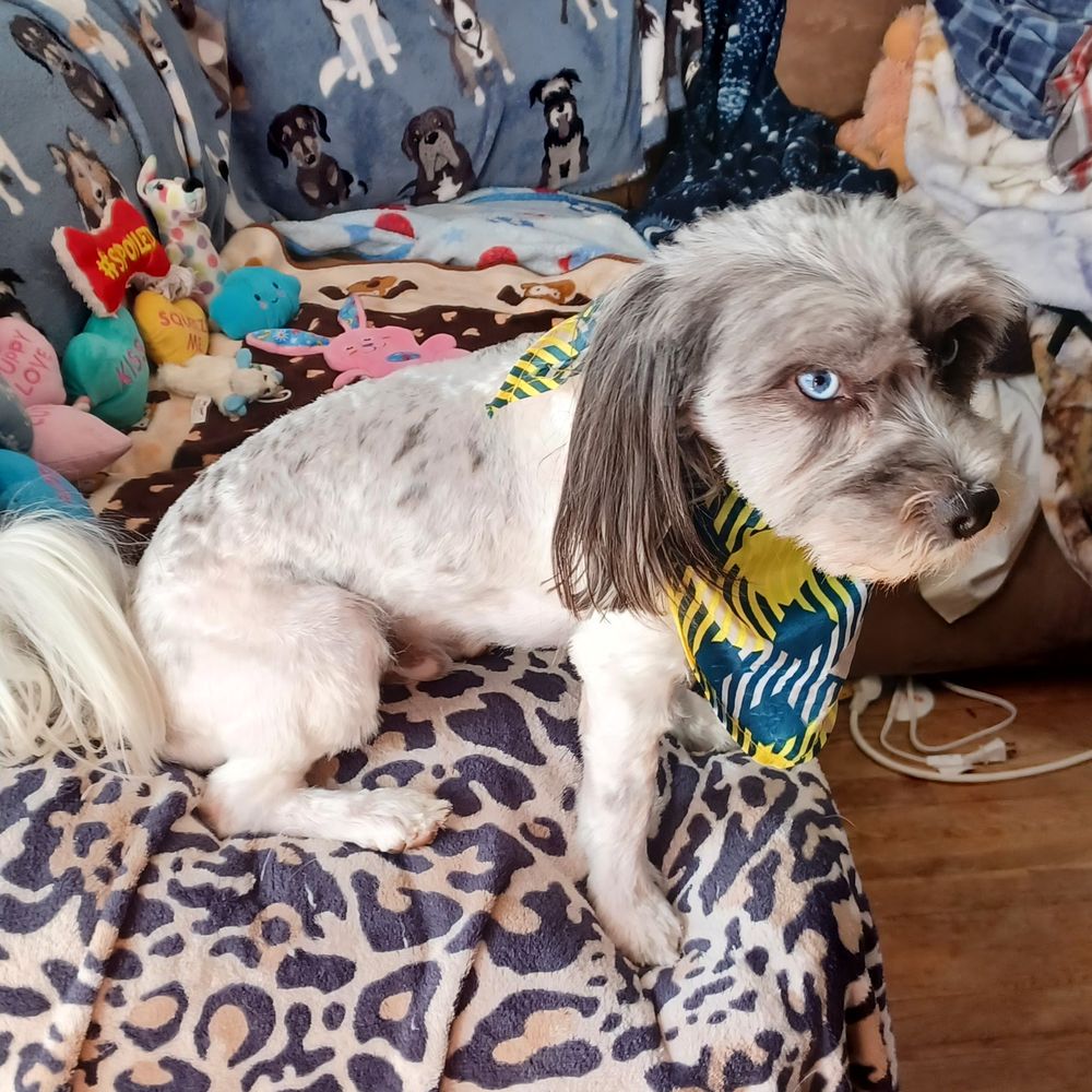 PetSmart - Blue's happy day ! - Pet Training Near Me - Dundalk, Maryland