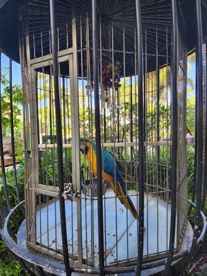 The Westin Maui Resort & Spa, Ka'anapali by null