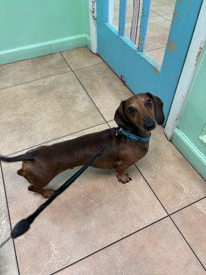 PAWS-2-HELP - Updated June 2026 - 53 Photos & 230 Reviews - 2693 Forest ...