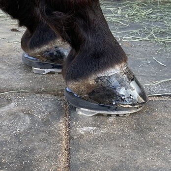 Al’s Farrier Services - Therapeutic shoeing - Farriers Near Me Al’s Farrier Services - Therapeutic shoeing - Farriers Near Me