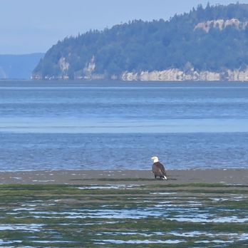 Jetty Island - Bald eagle - Parks Near Me - Everett, Washington Jetty Island - Bald eagle - Parks Near Me - Everett, Washington
