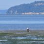 Photo of Jetty Island