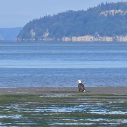 Jetty Island - Bald eagle