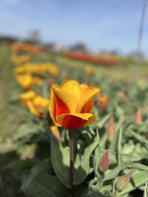 Veldheer Tulip Gardens by null