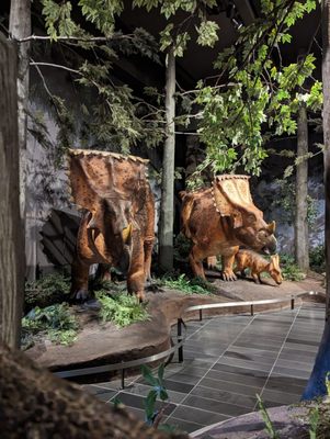 Canadian Museum of Nature / Musée canadien de la nature by null