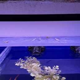 Dead fish on top of tanks. Dead fish on top of tanks.