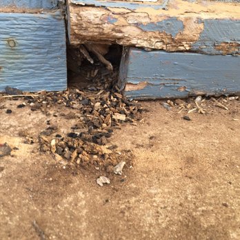 Boston Creek Apartments - Hole where mice burrowed into the complex. Leads into kitchen where mice were getting in - Apartments Near Me - Lubbock, Texas Boston Creek Apartments - Hole where mice burrowed into the complex. Leads into kitchen where mice were getting in - Apartments Near Me - Lubbock, Texas