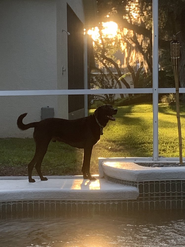 COUNTRY CLUB PET WORLD GROOMING & BOARDING KENNEL 26 Photos & 27