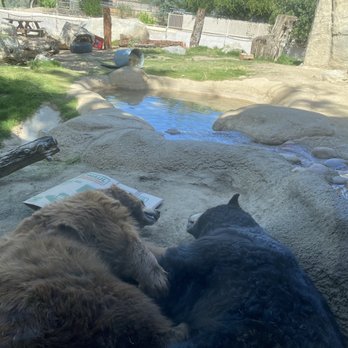CALM Zoo - Cuddling bears - Zoos Near Me - Bakersfield, California