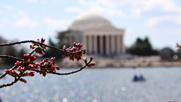 Tidal Basin by null