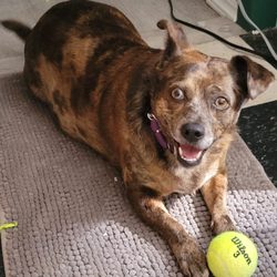 Healthy Paws Veterinary Clinic - Sable Hurd