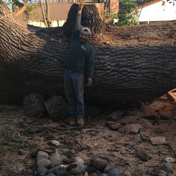 Arbor Tech Services - Our wonderful foreman, adding perspective to the side of a removed tree. - Landscaping Near Me - Elk Grove, California