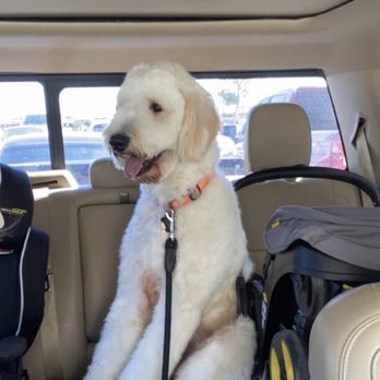 Petco - Never smelt so good in his life! - Pet Training Near Me - Odessa, Texas