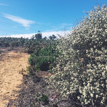 Black Sage trail at Aviara - Pretty wildflowers - Hiking Near Me - Carlsbad, California Black Sage trail at Aviara - Pretty wildflowers - Hiking Near Me - Carlsbad, California