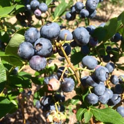 RFP Nursery Lanoka Harbor