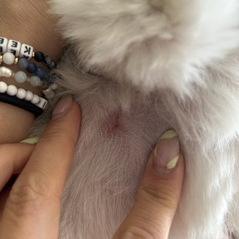 Pet Station - Pet Groomers Near Me - Newcastle, Washington
